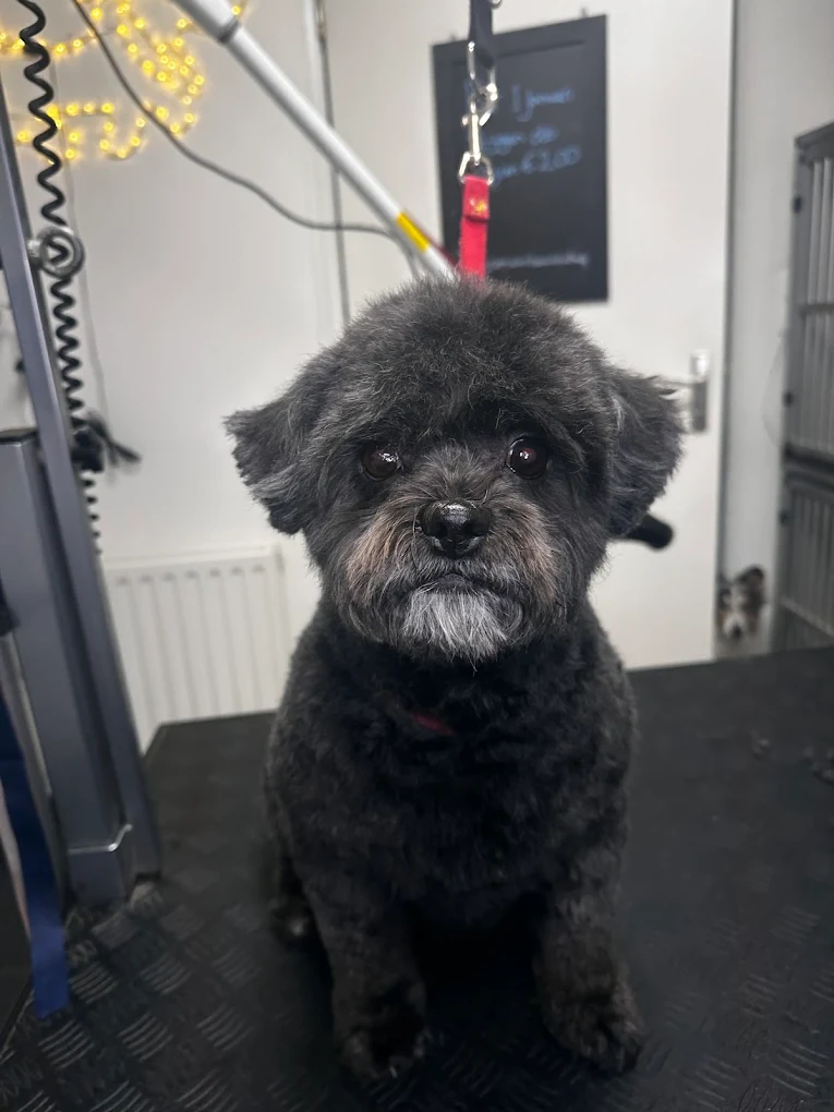 Zwarte hond met een fris geknipte vacht bij Beautiful Buddy