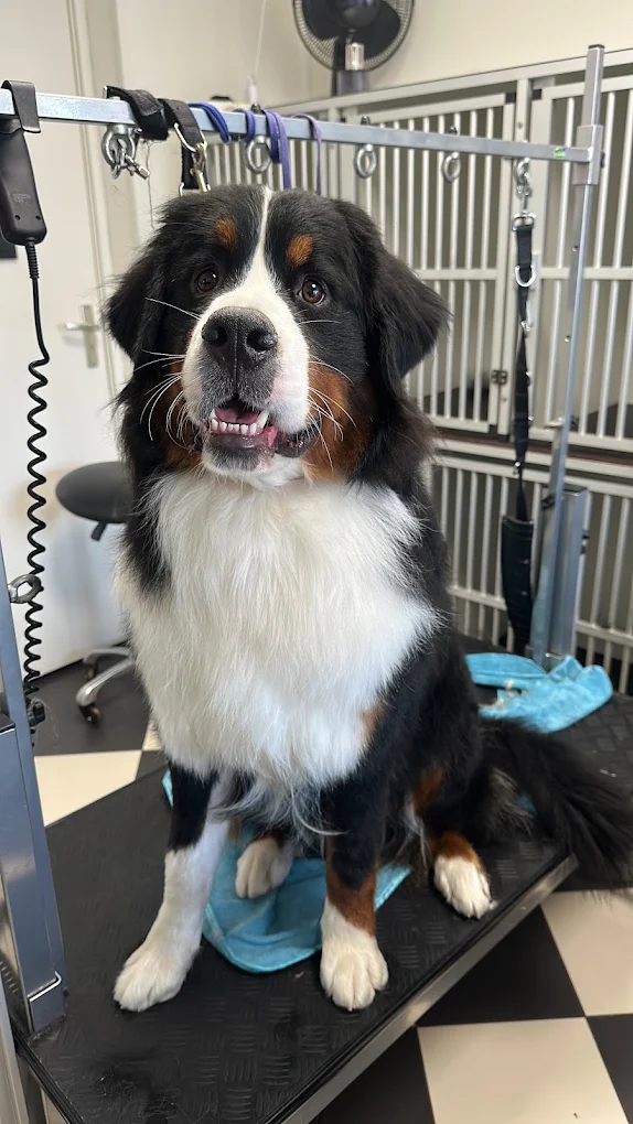 Berner Sennenhond met een frisse vacht op de trimtafel