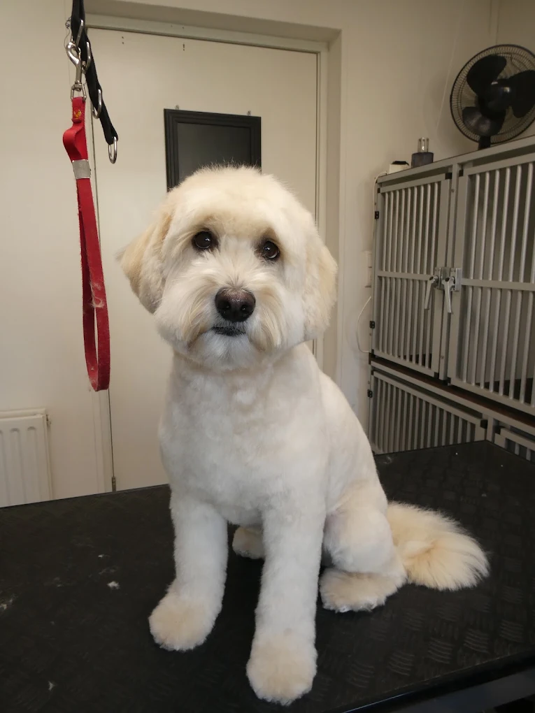 Lichtgekleurde Labradoodle na een verzorgende trimbeurt
