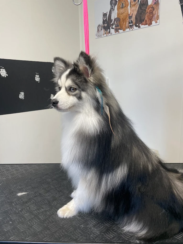 Pomsky met een mooi uitgekamde vacht bij Beautiful Buddy