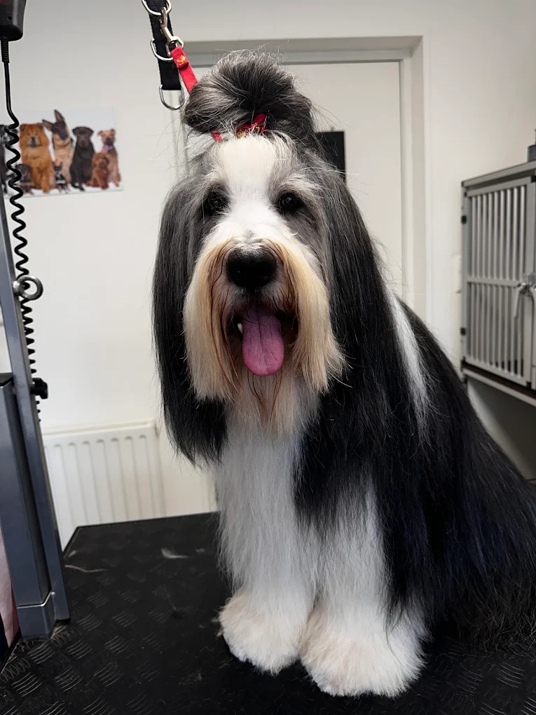 Bearded collie met een zorgvuldig verzorgde vacht