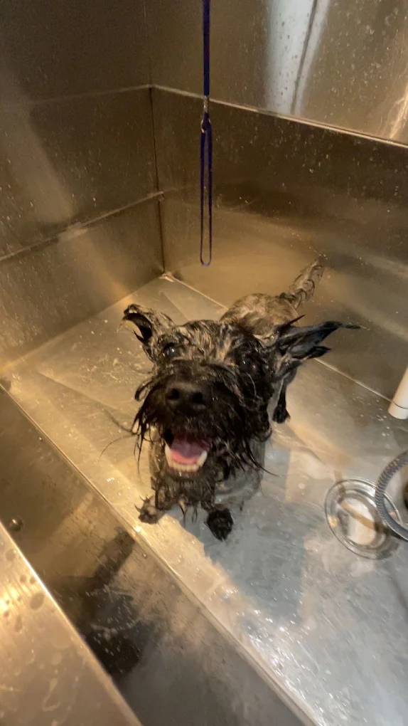 Kleine hond tijdens een ontspannen wasbeurt in de trimsalon