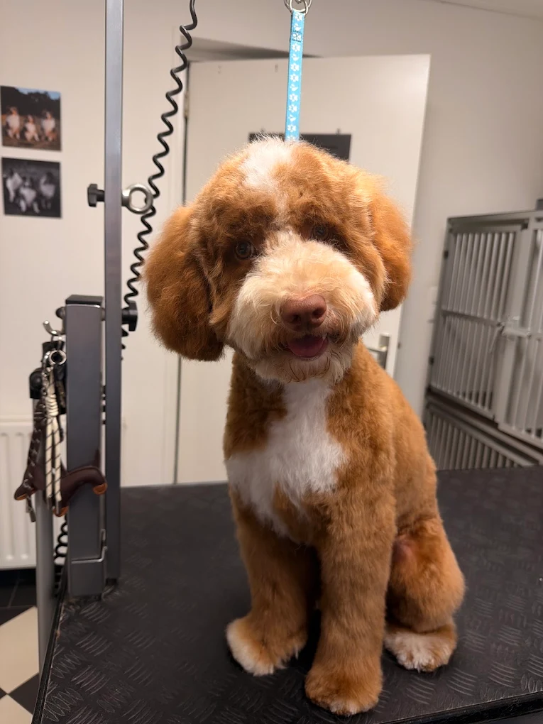 Bruine Labradoodle na een trimbeurt bij Beautiful Buddy in Waalre
