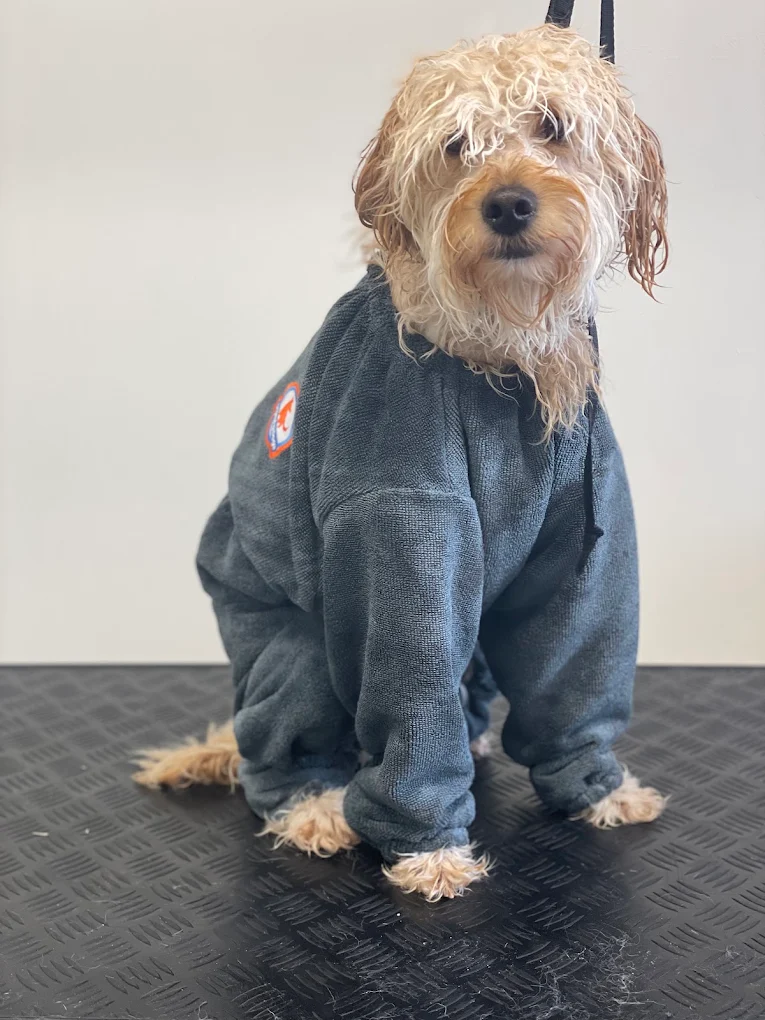 Kleine hond in een droogpak tijdens de vachtverzorging