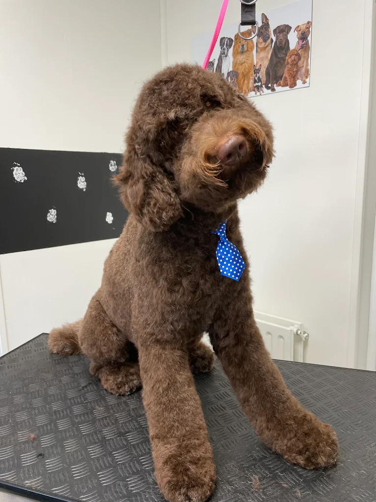 Bruine Labradoodle met een blauw stropdasje na de trimbeurt