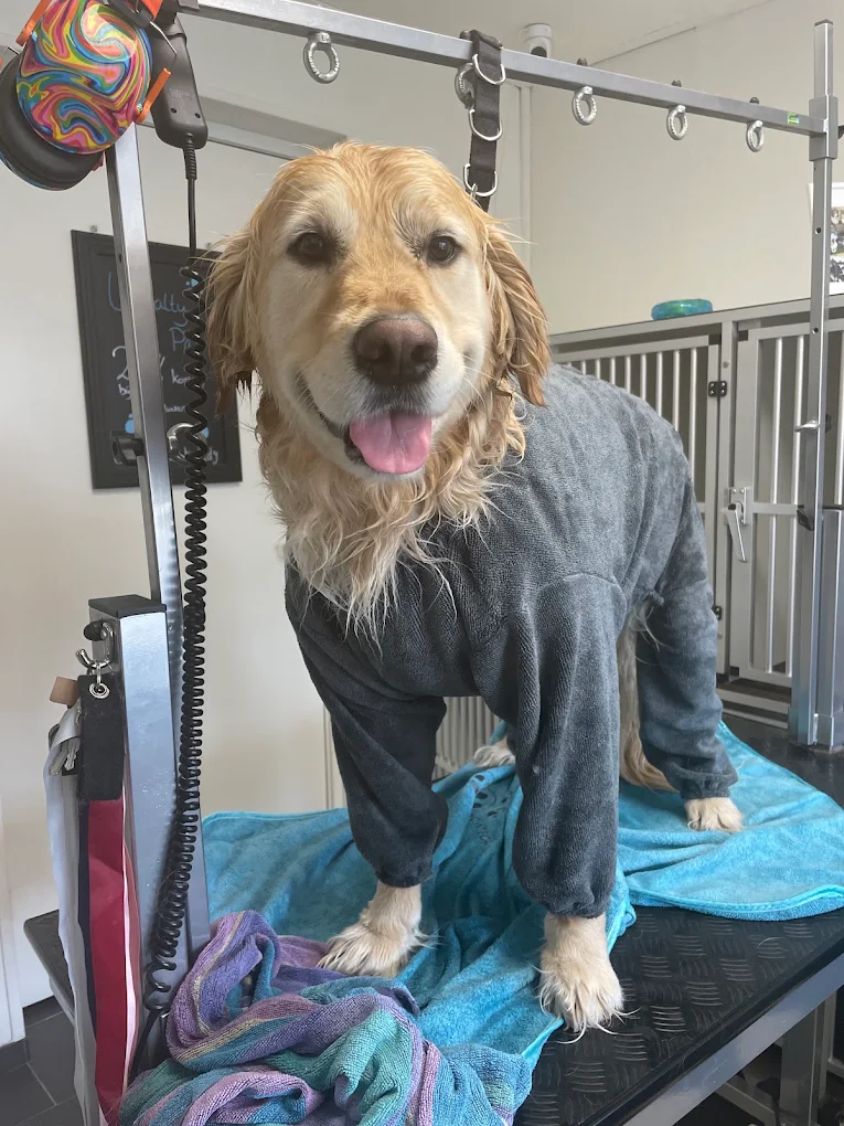 Golden retriever in een droogpak tijdens de verzorging
